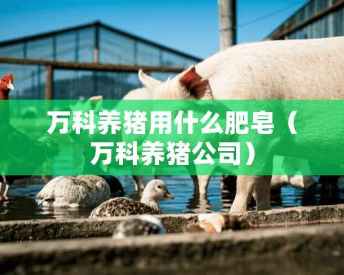 万科养猪用什么肥皂（万科养猪公司）