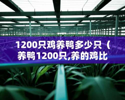 1200只鸡养鸭多少只（养鸭1200只,养的鸡比鸭多35）