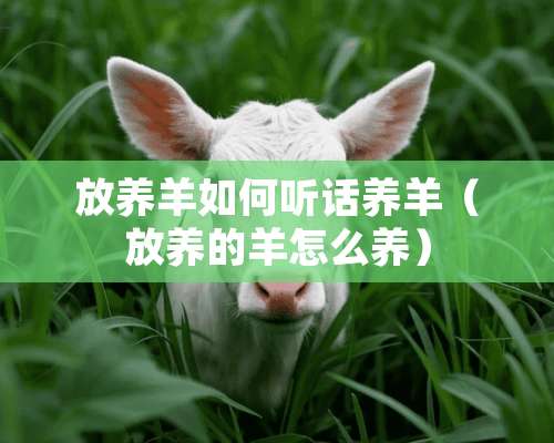 放养羊如何听话养羊（放养的羊怎么养）