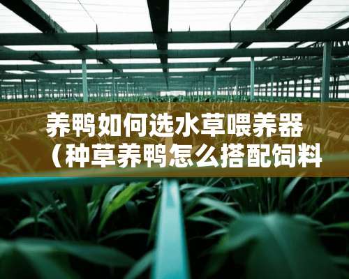 养鸭如何选水草喂养器（种草养鸭怎么搭配饲料）