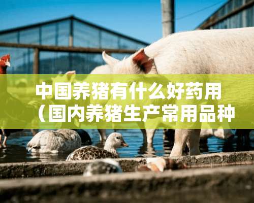 中国养猪有什么好药用（国内养猪生产常用品种有哪些）