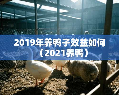 2019年养鸭子效益如何（2021养鸭）