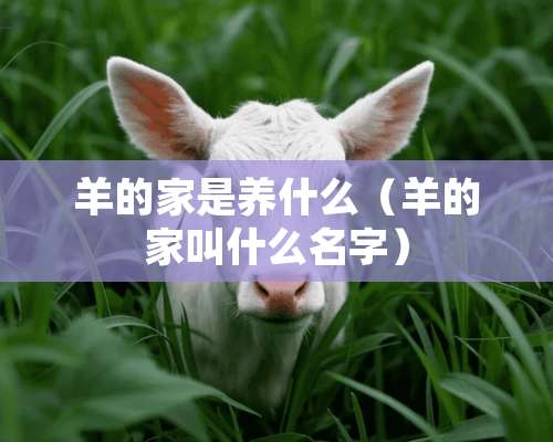 羊的家是养什么（羊的家叫什么名字）