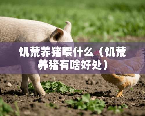 饥荒养猪喂什么（饥荒养猪有啥好处）