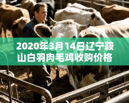 2020年3月14日辽宁鞍山白羽肉毛鸡收购价格？