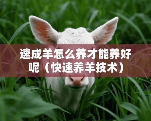 速成羊怎么养才能养好呢（快速养羊技术）