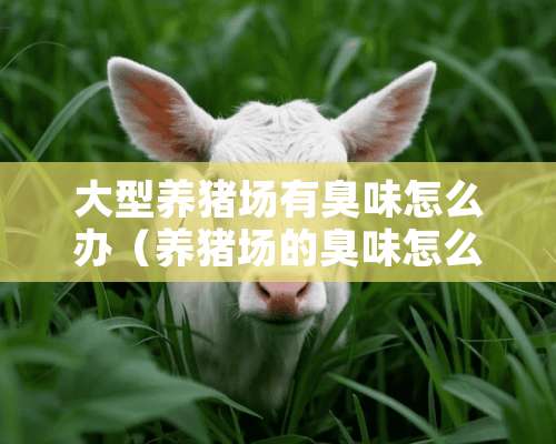 大型养猪场有臭味怎么办（养猪场的臭味怎么解决）