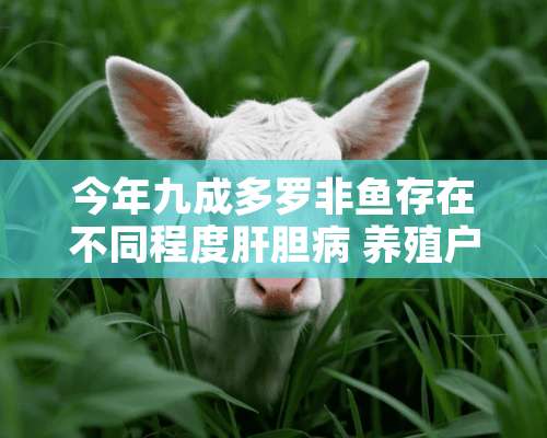 今年九成多罗非鱼存在不同程度肝胆病 养殖户要警惕