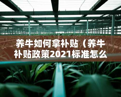 养牛如何拿补贴（养牛补贴政策2021标准怎么申请）