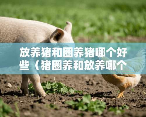 放养猪和圈养猪哪个好些（猪圈养和放养哪个生长速度快）