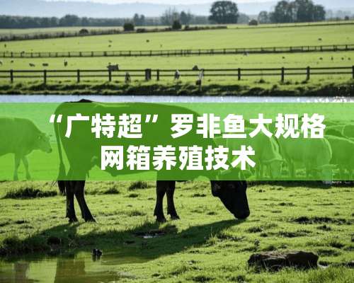 “广特超”罗非鱼大规格网箱养殖技术