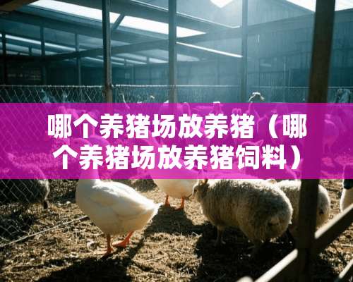 哪个养猪场放养猪（哪个养猪场放养猪饲料）