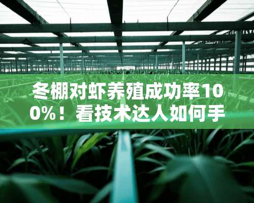 冬棚对虾养殖成功率100%！看技术达人如何手到“钱”来