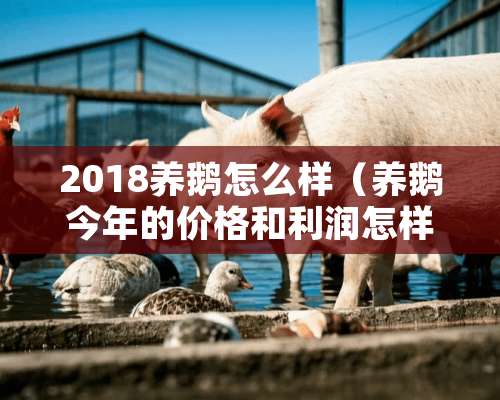 2018养鹅怎么样（养鹅今年的价格和利润怎样）