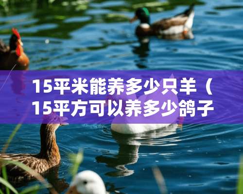 15平米能养多少只羊（15平方可以养多少鸽子）