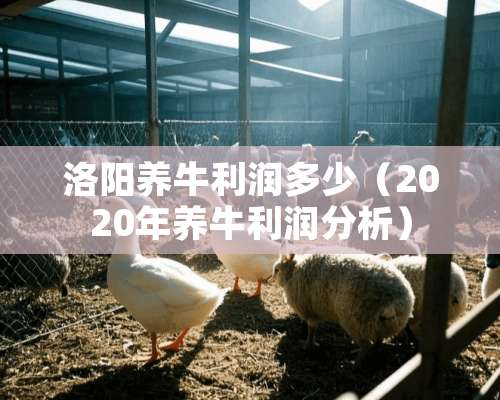 洛阳养牛利润多少（2020年养牛利润分析）