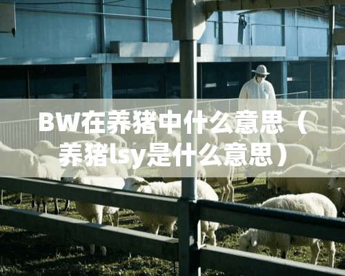 BW在养猪中什么意思（养猪lsy是什么意思）