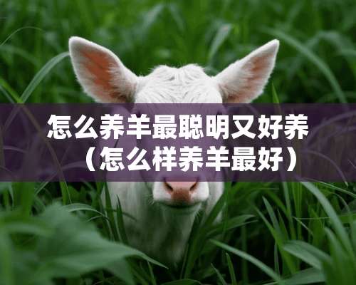 怎么养羊最聪明又好养（怎么样养羊最好）