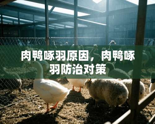 肉鸭啄羽原因，肉鸭啄羽防治对策