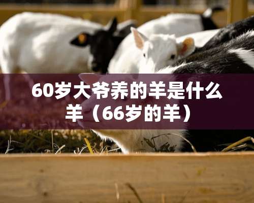 60岁大爷养的羊是什么羊（66岁的羊）