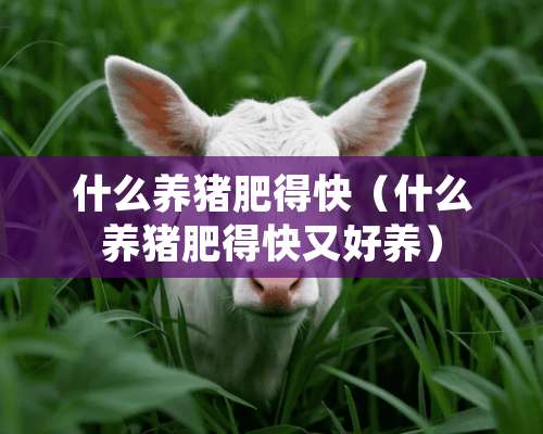 什么养猪肥得快（什么养猪肥得快又好养）