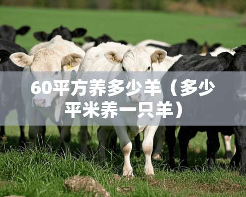 60平方养多少羊（多少平米养一只羊）