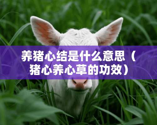 养猪心结是什么意思（猪心养心草的功效）