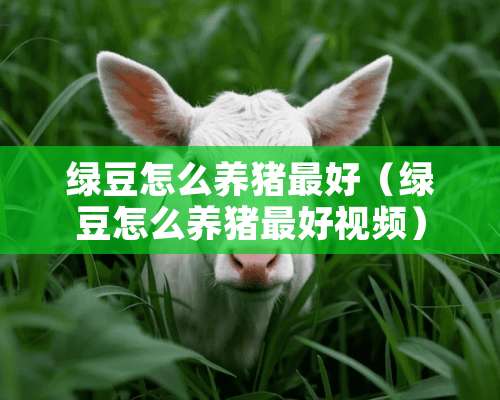 绿豆怎么养猪最好（绿豆怎么养猪最好视频）