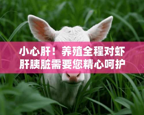 小心肝！养殖全程对虾肝胰脏需要您精心呵护