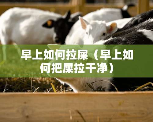 早上如何拉屎（早上如何把屎拉干净）