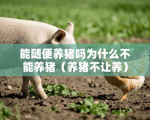 能随便养猪吗为什么不能养猪（养猪不让养）