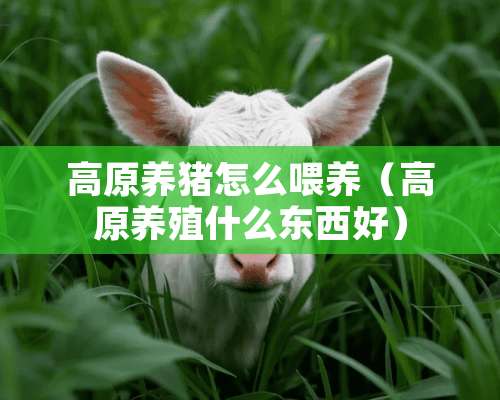 高原养猪怎么喂养（高原养殖什么东西好）