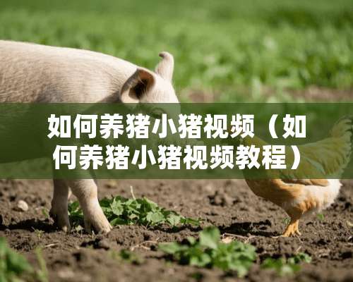 如何养猪小猪视频（如何养猪小猪视频教程）