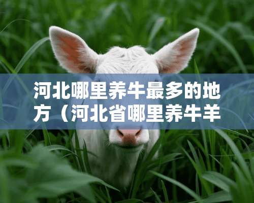 河北哪里养牛最多的地方（河北省哪里养牛羊的多）