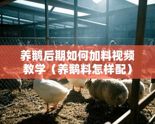 养鹅后期如何加料视频教学（养鹅料怎样配）