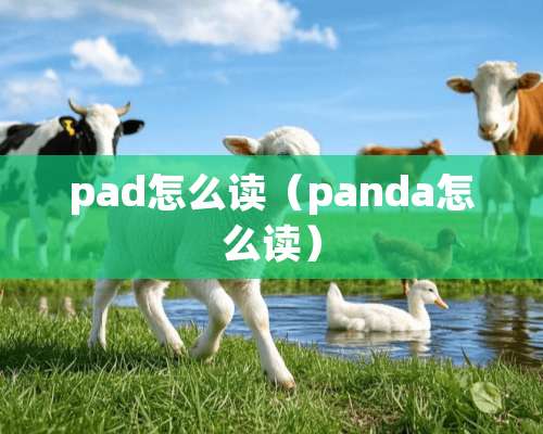 pad怎么读（panda怎么读）