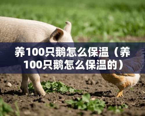 养100只鹅怎么保温（养100只鹅怎么保温的）