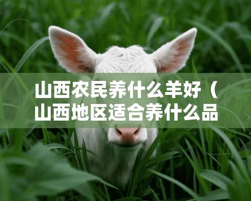 山西农民养什么羊好（山西地区适合养什么品种的羊）