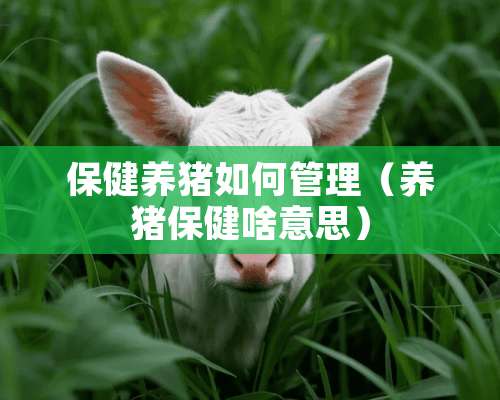 保健养猪如何管理（养猪保健啥意思）