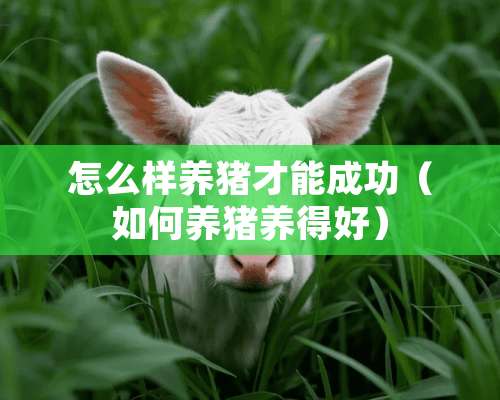 怎么样养猪才能成功（如何养猪养得好）