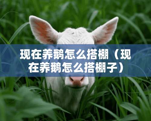 现在养鹅怎么搭棚（现在养鹅怎么搭棚子）