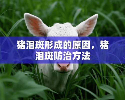 猪泪斑形成的原因，猪泪斑防治方法