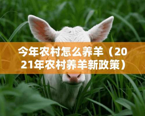 今年农村怎么养羊（2021年农村养羊新政策）