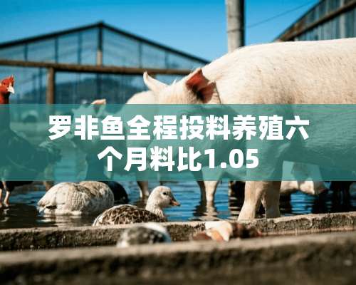 罗非鱼全程投料养殖六个月料比1.05