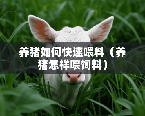 养猪如何快速喂料（养猪怎样喂饲料）