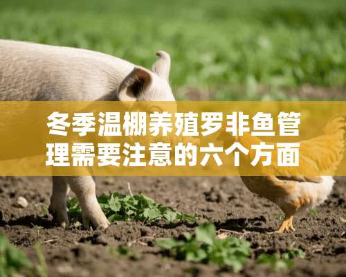 冬季温棚养殖罗非鱼管理需要注意的六个方面