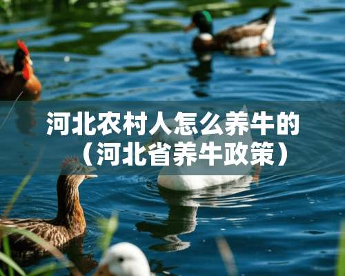 河北农村人怎么养牛的（河北省养牛政策）