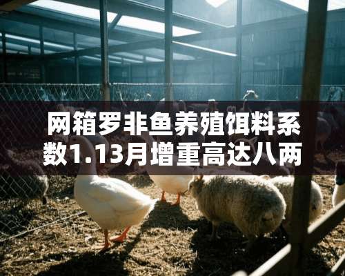 网箱罗非鱼养殖饵料系数1.13月增重高达八两