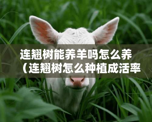 连翘树能养羊吗怎么养（连翘树怎么种植成活率高）