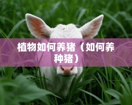 植物如何养猪（如何养种猪）